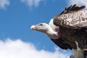Vulture-Flickr-Stephan-van-Bremen