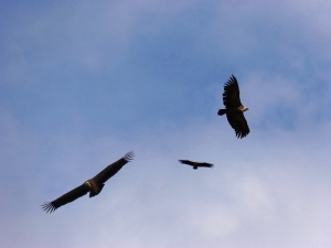 vulture-Foto-Pixabay